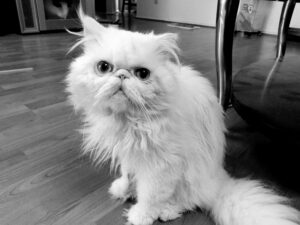 white persian cat with blue eyes